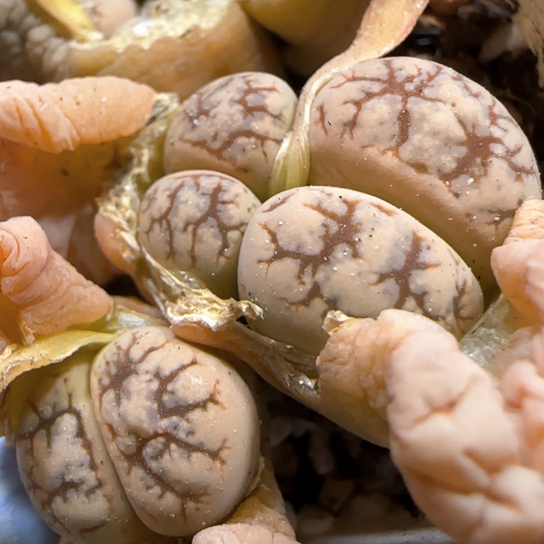 3。23。7010。188。云映。