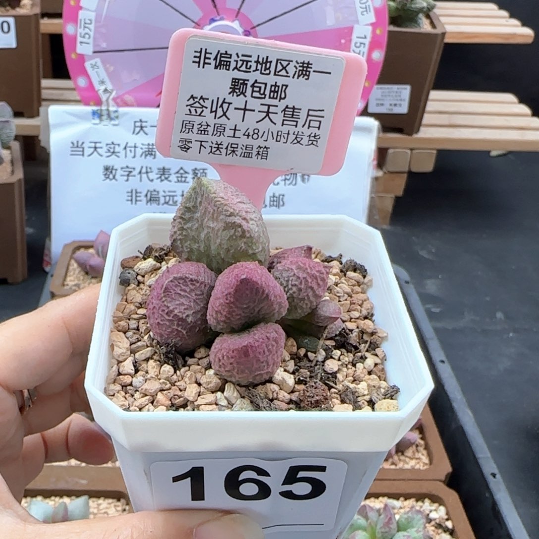 165巨猪宝多肉植物