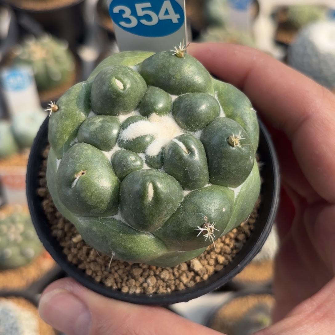 354萝卜根无刺象牙带盆带土发货