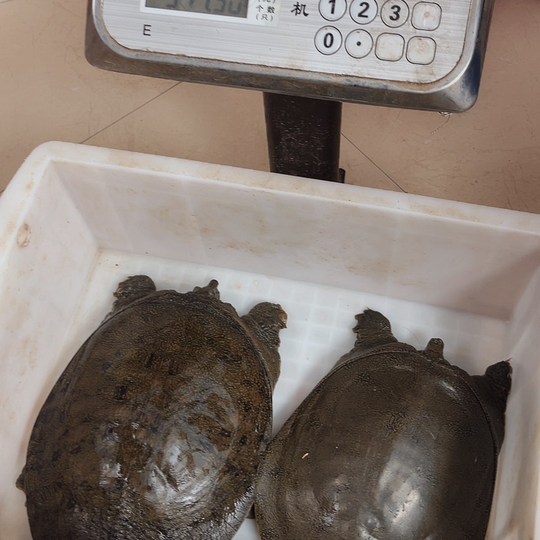 中国大陆野生甲鱼包邮包活