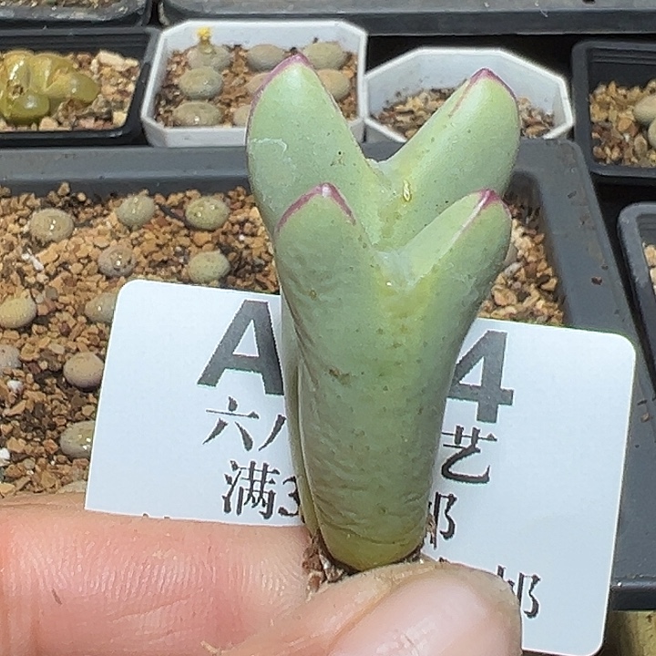 574号有伤特价大将xyxyxyxyxy