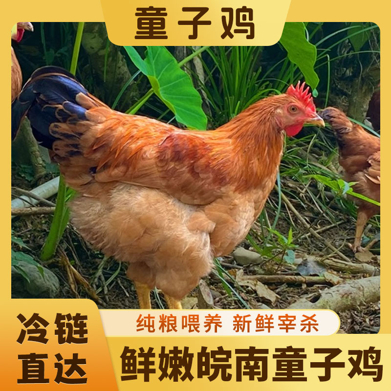 童子鸡【仔公鸡】土鸡 新鲜宰杀发货 农家小公鸡