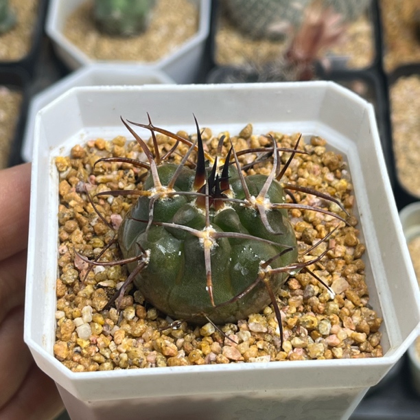 木南 狂刺摩天龙实生球3.5cm一物一拍多肉仙人球盆栽植物