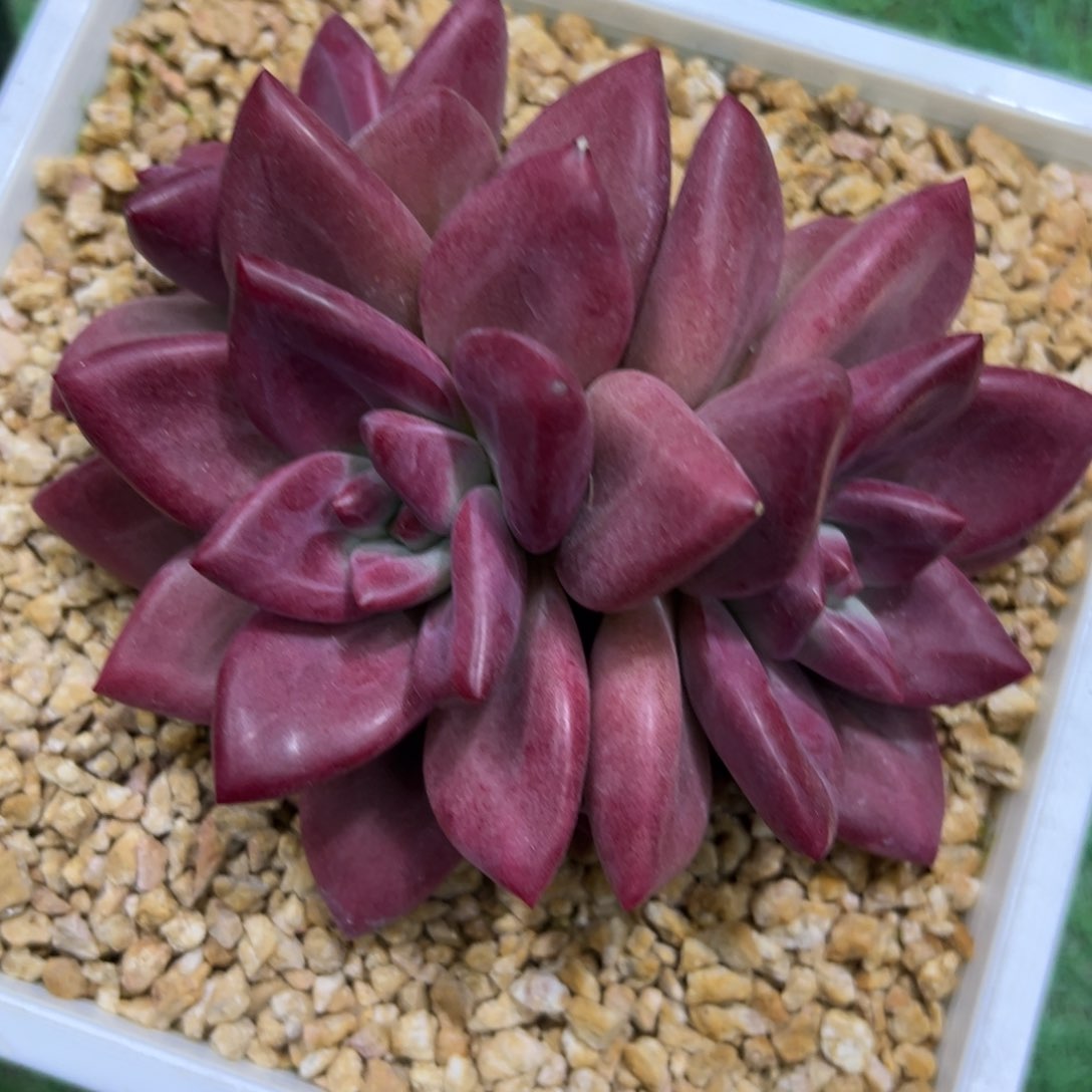 孟***?赫菲斯托，一物一拍