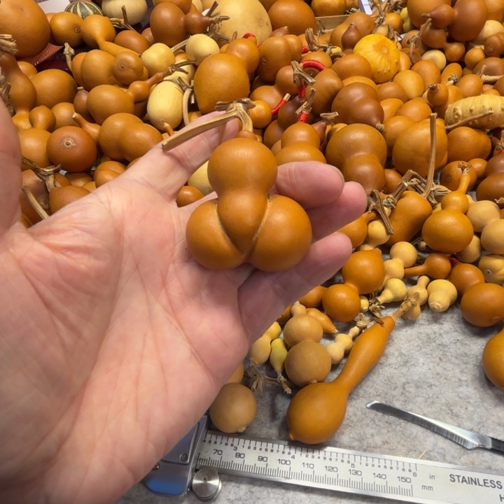 肥****门肥嘟嘟的一把金蟾葫芦葫芦