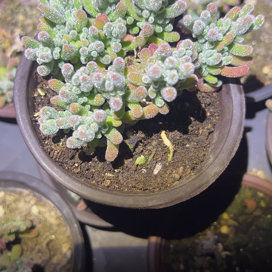 绫***灡枝干番杏大盆莱斯