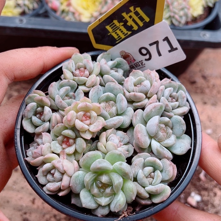 多肉植物多肉植物