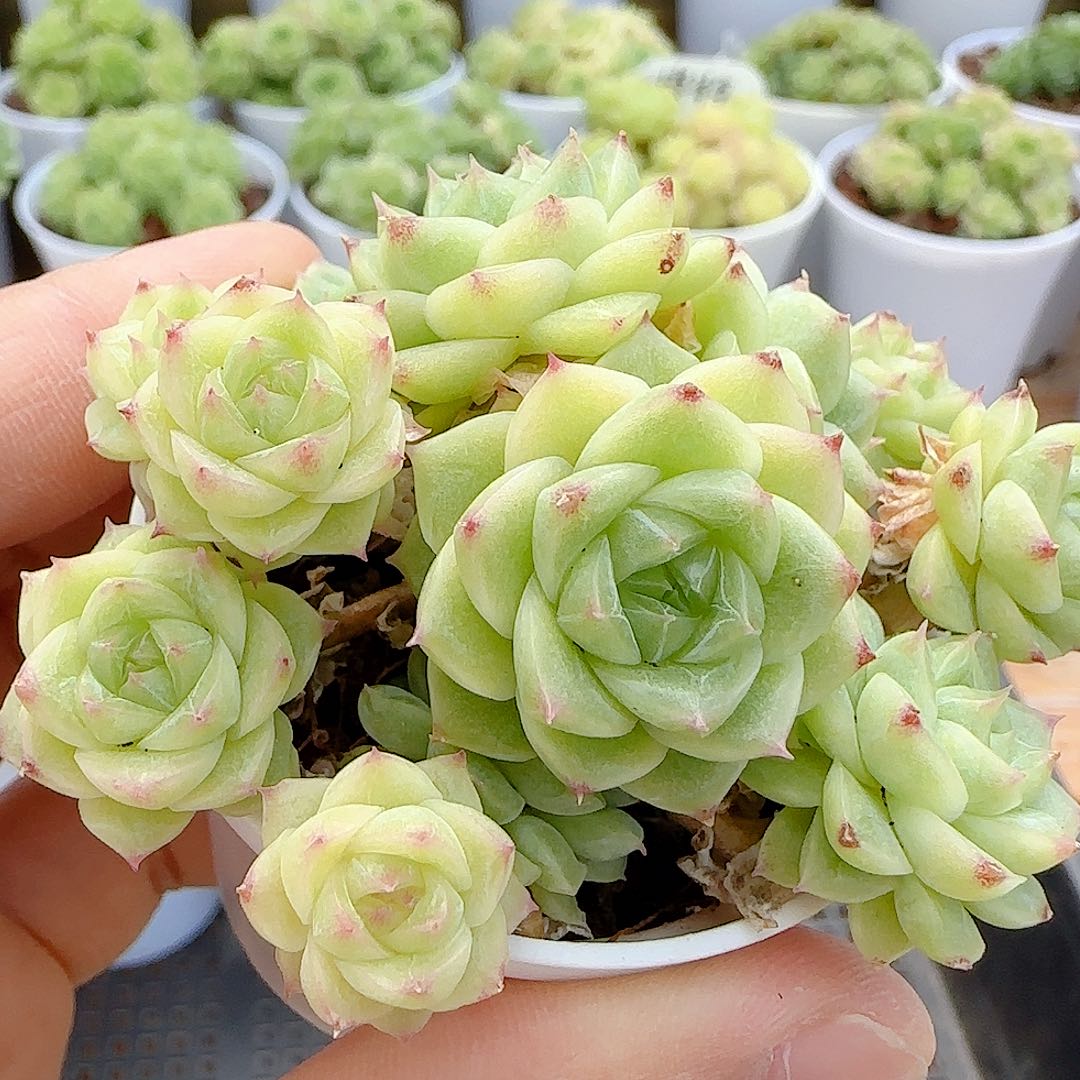 【闪购商品】0708-23钻石纹包子