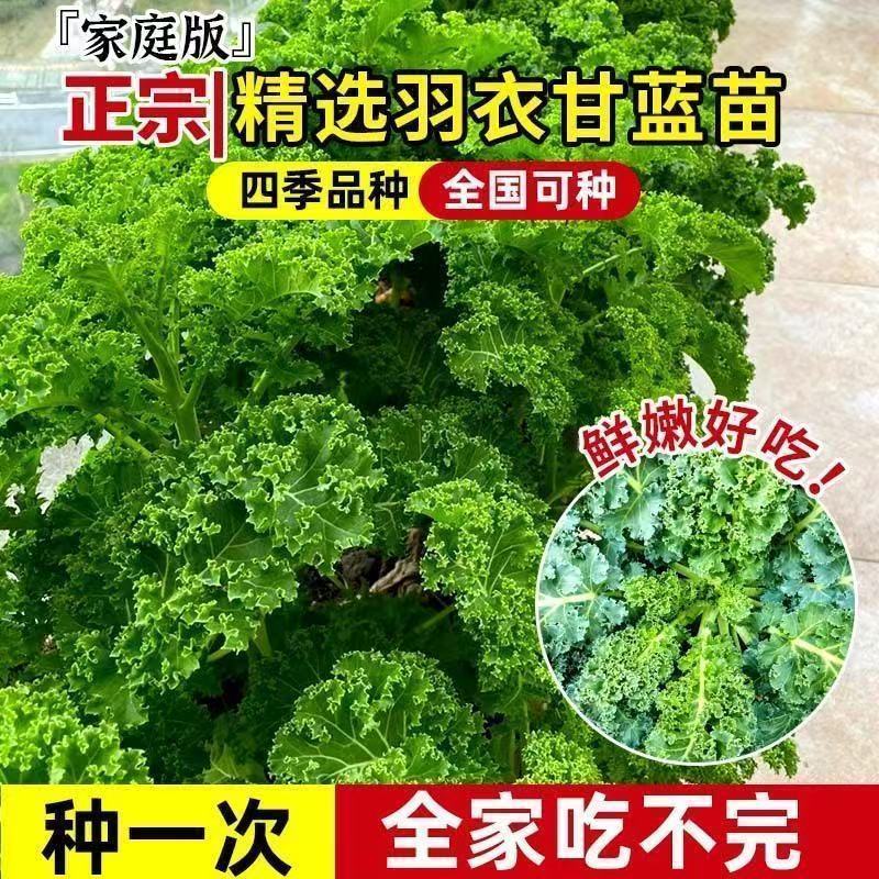食用羽衣甘蓝秧苗带土盆栽多年采收当季正宗蔬菜苗秧阳台绿植蔬菜