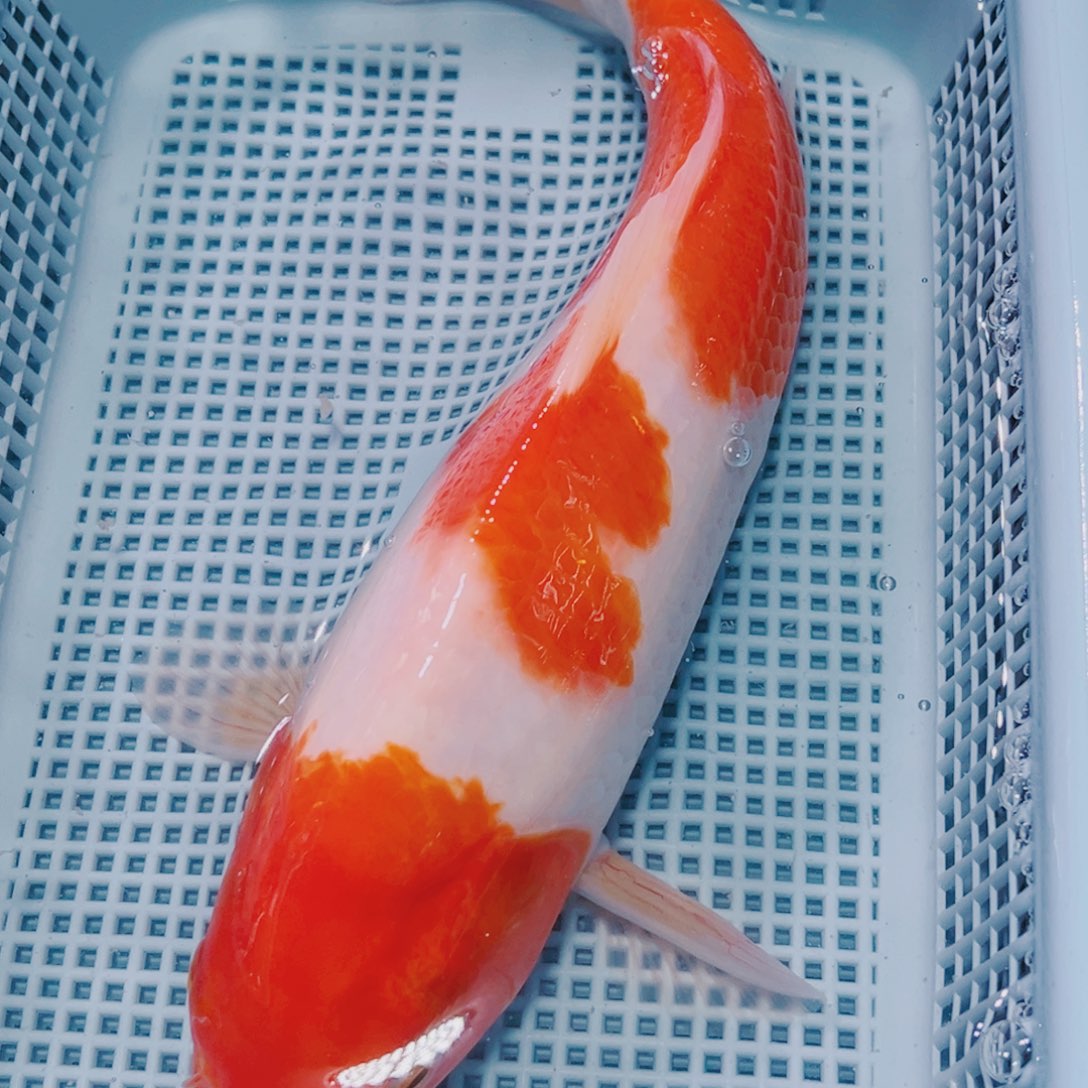 海水鱼锦鲤观赏鱼114