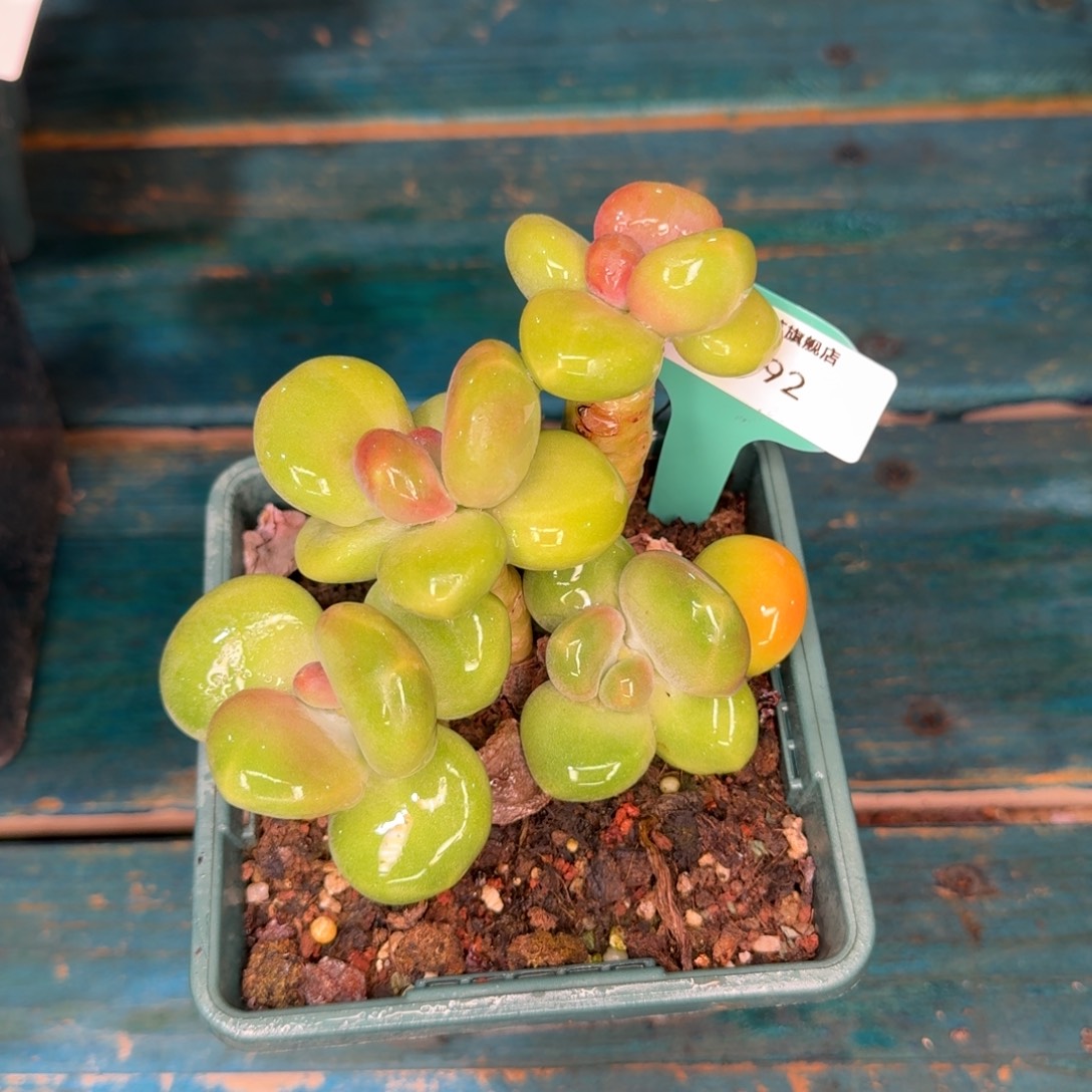 从前慢多肉编号1114-92