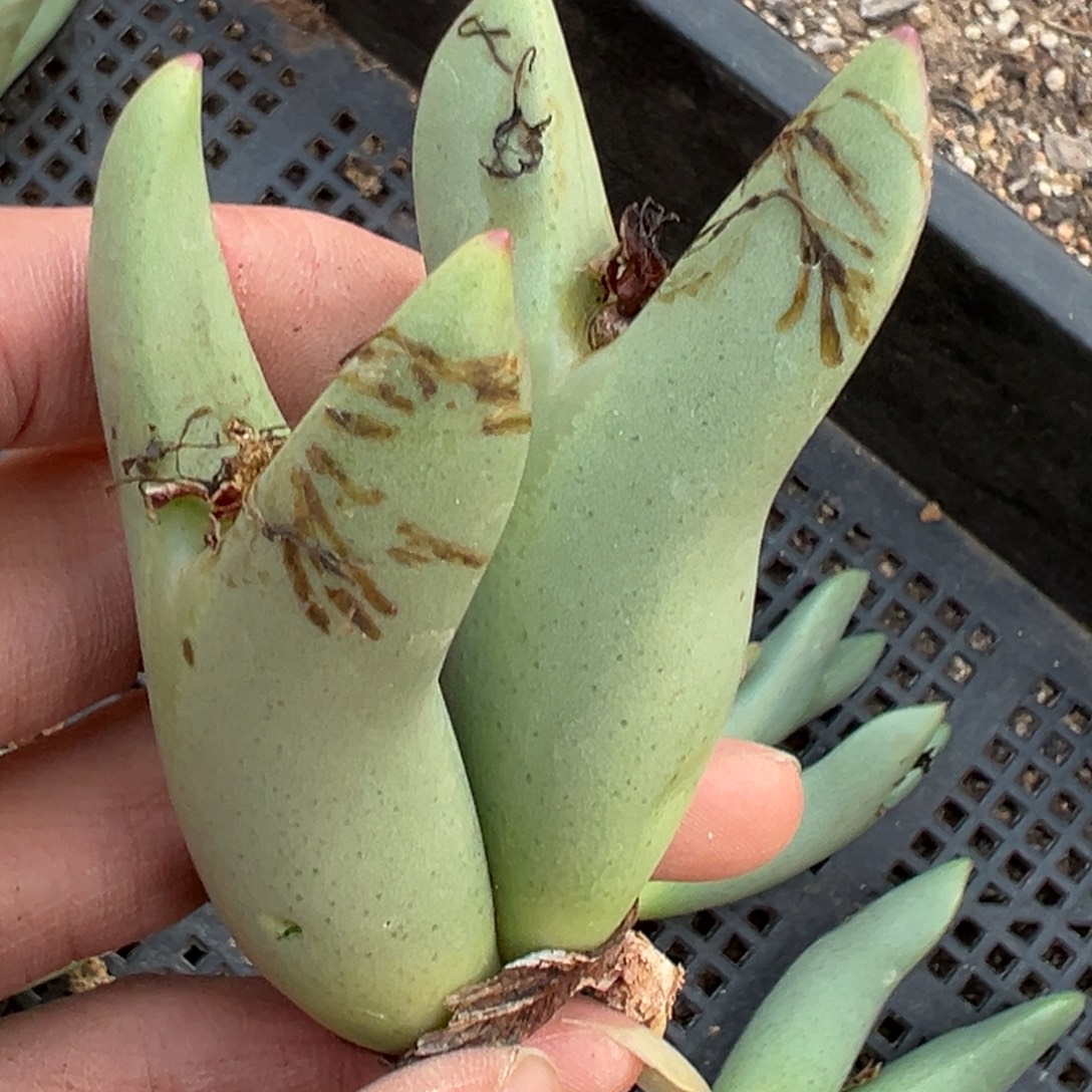 A***.多肉植物111111111111