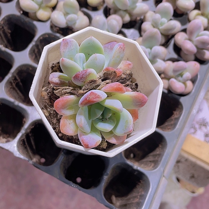 取**…精品七彩多肉植物