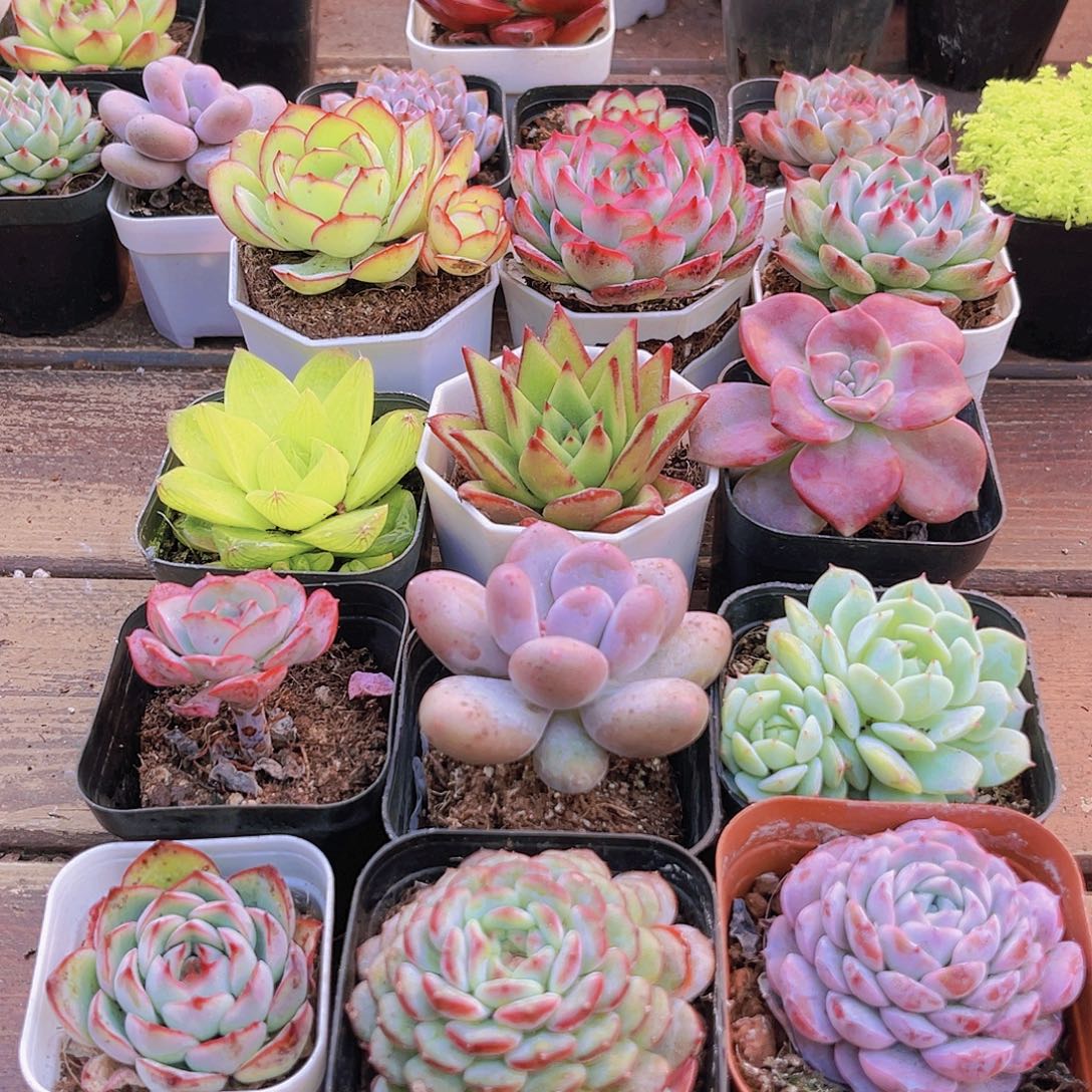 如图12盆福利套餐11111111111111