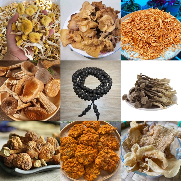 【B莎莎收山货】13号菇37g起