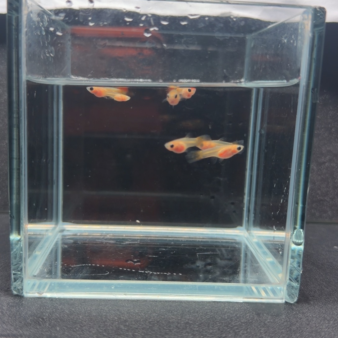 孔雀鱼皇家落日2公5母