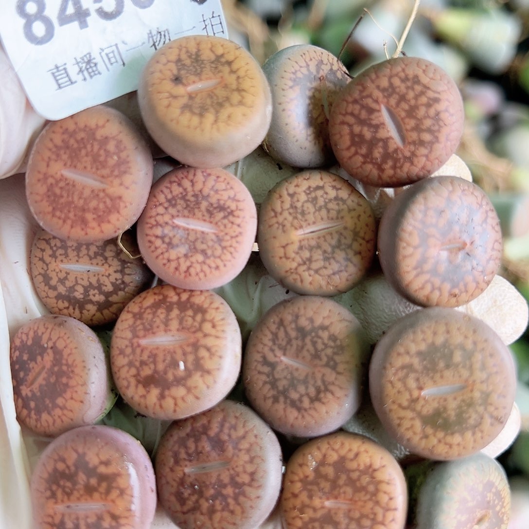 8450 好养易活生石花大母本16个1.5cm左右