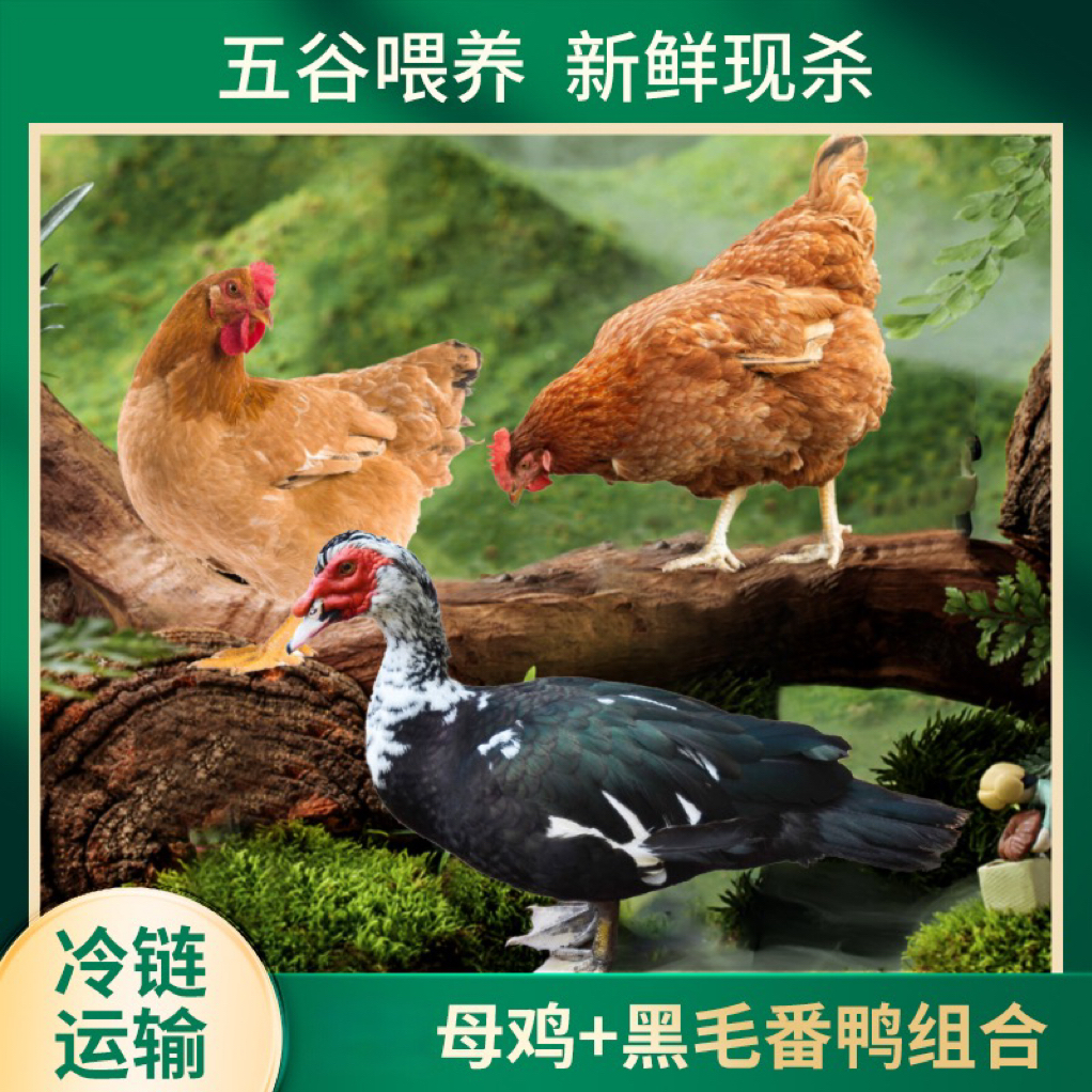 【小邢哥3】3只黄油老母鸡+赠1只番鸭到手共4只总净重11斤