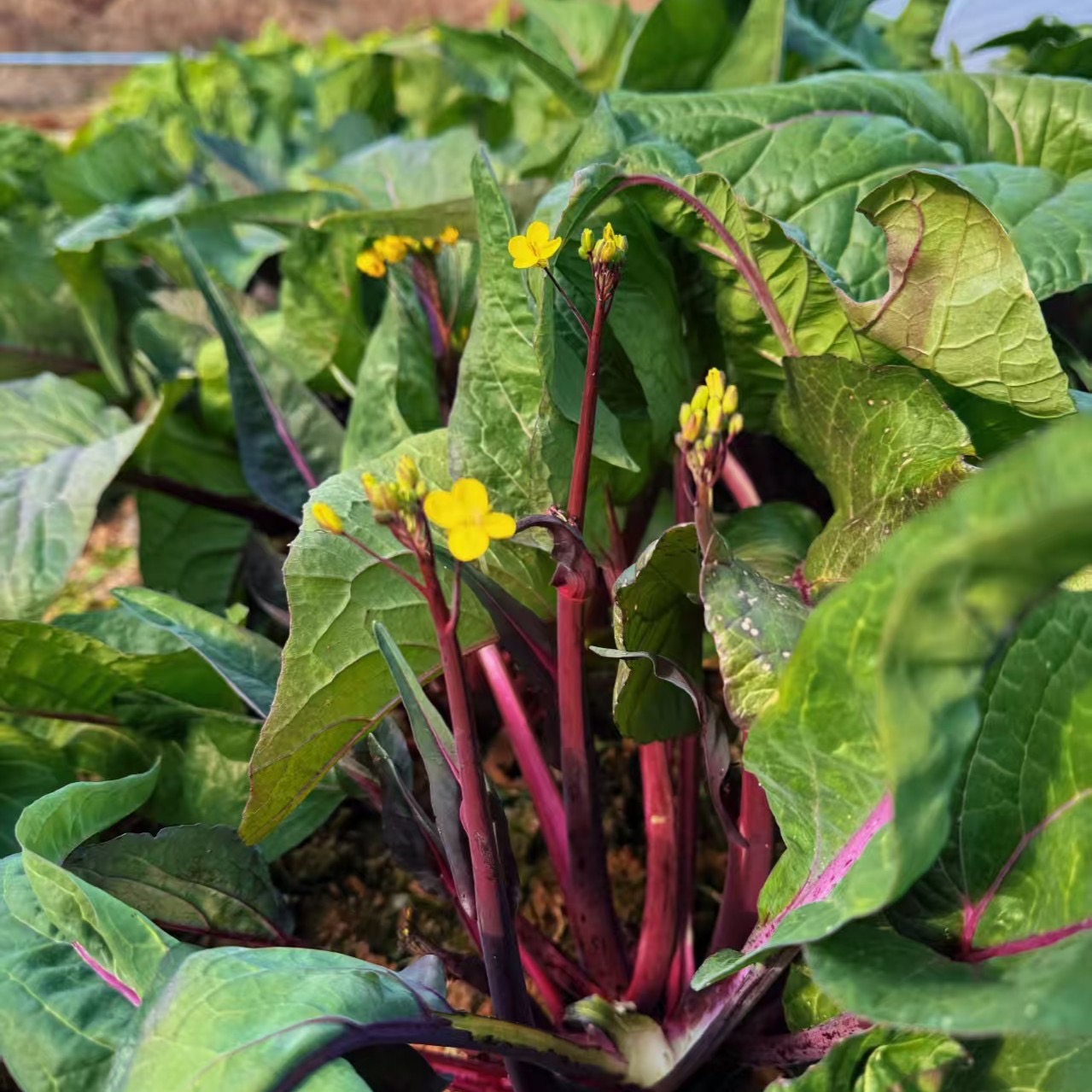 贝贝农家露天新鲜时令蔬菜鲜嫩紫菜心