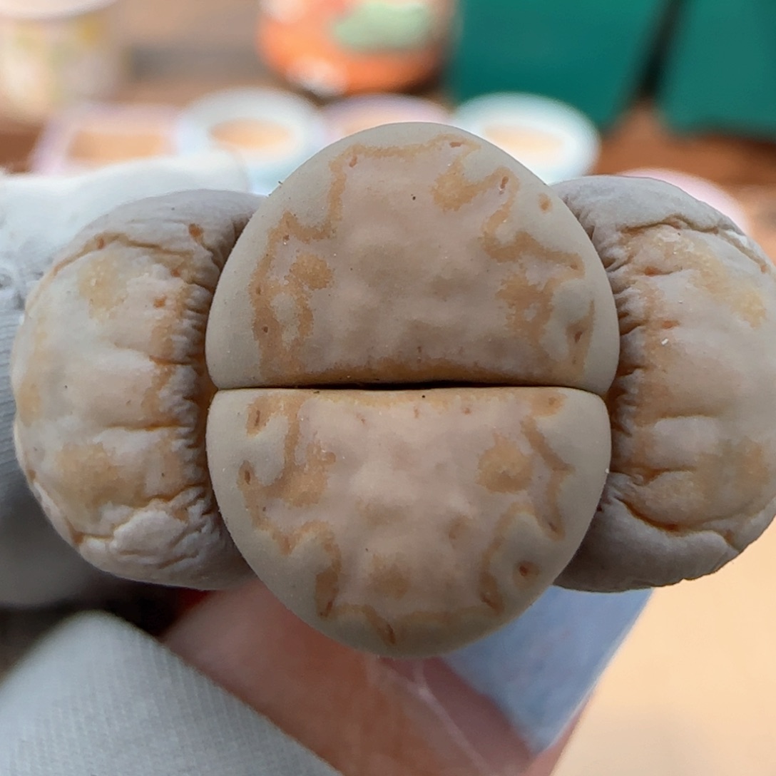 3。22。7052。 216。饼干。