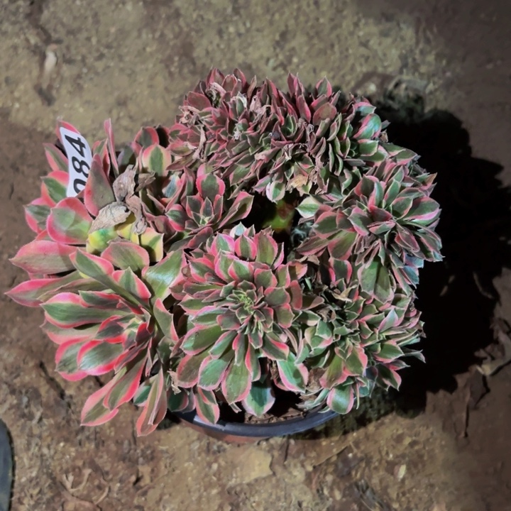 084糖果菊多肉植物