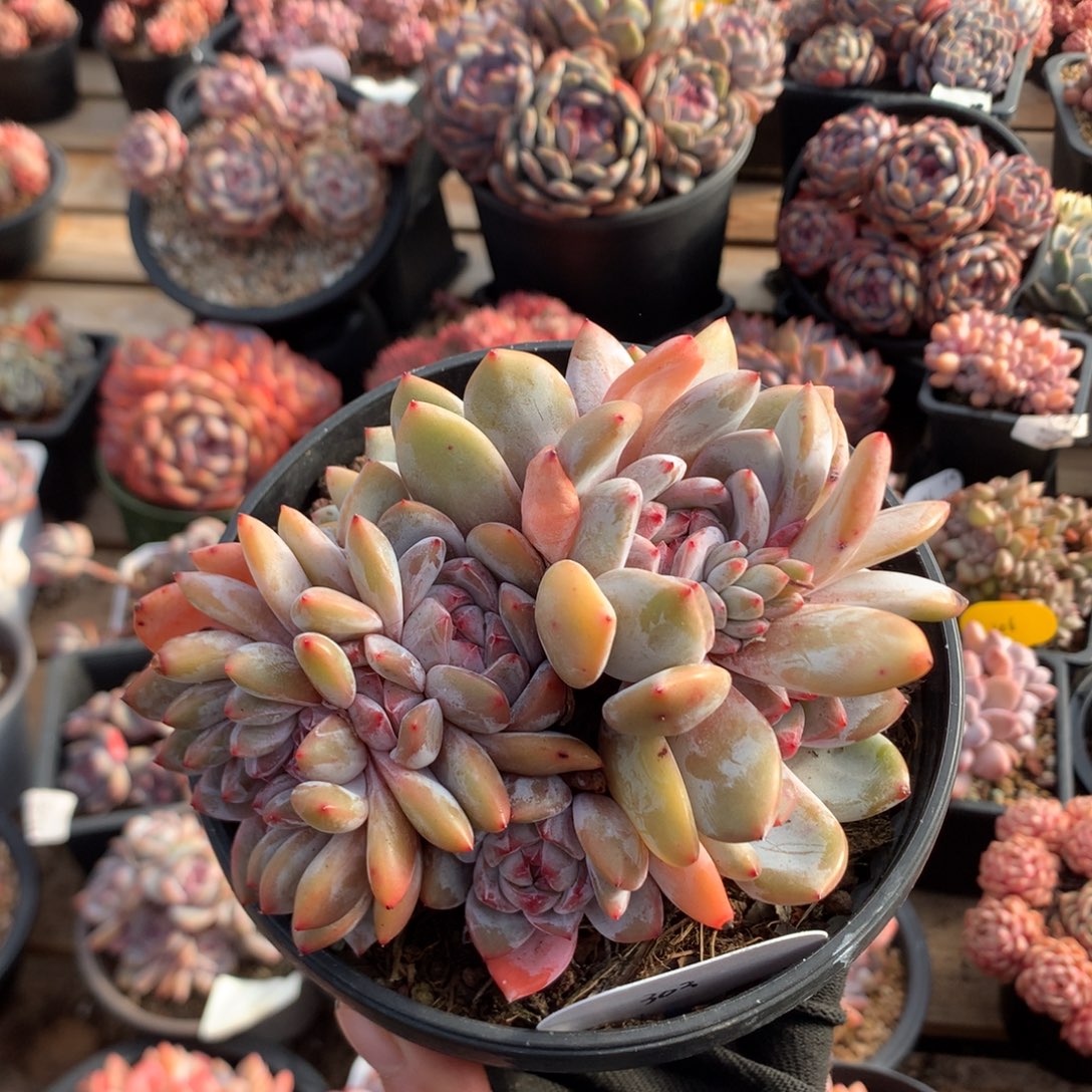 13.5厘米七头紫皮石榴籽朵缀303