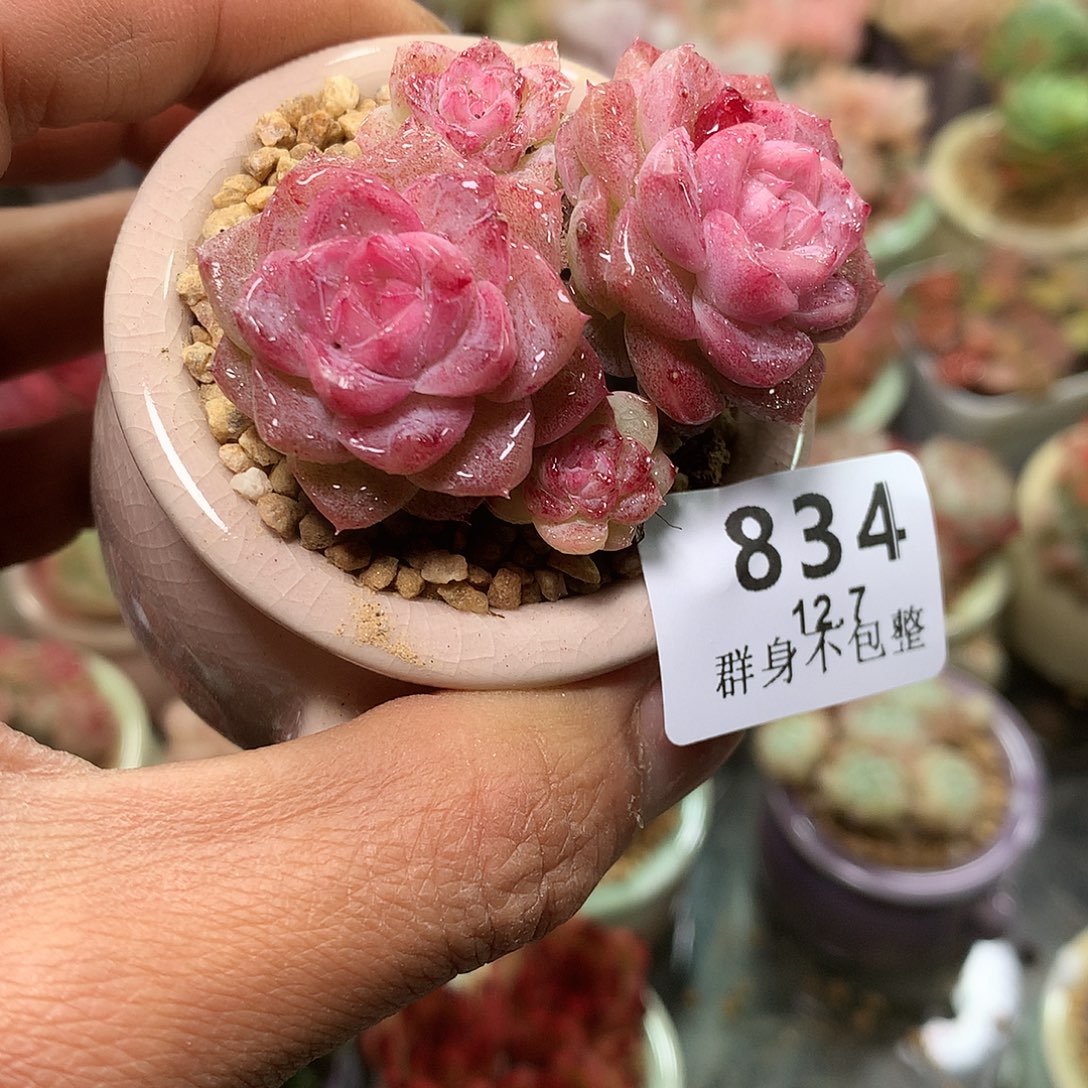 精控拇指盆12.7834