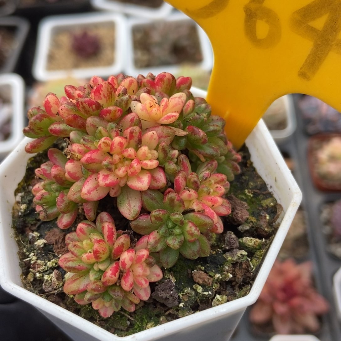 564小人祭多肉植物