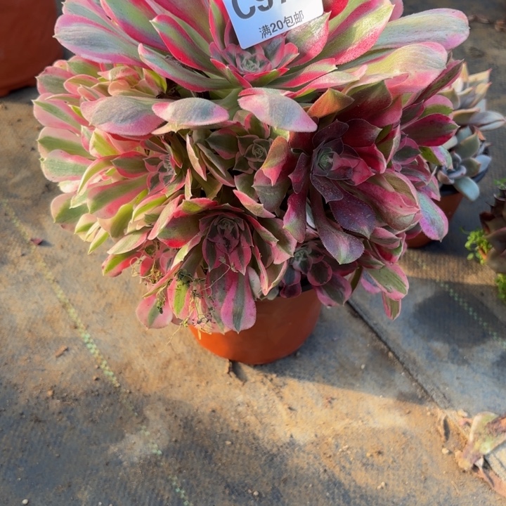 瑞妈，。。。。。976。布，