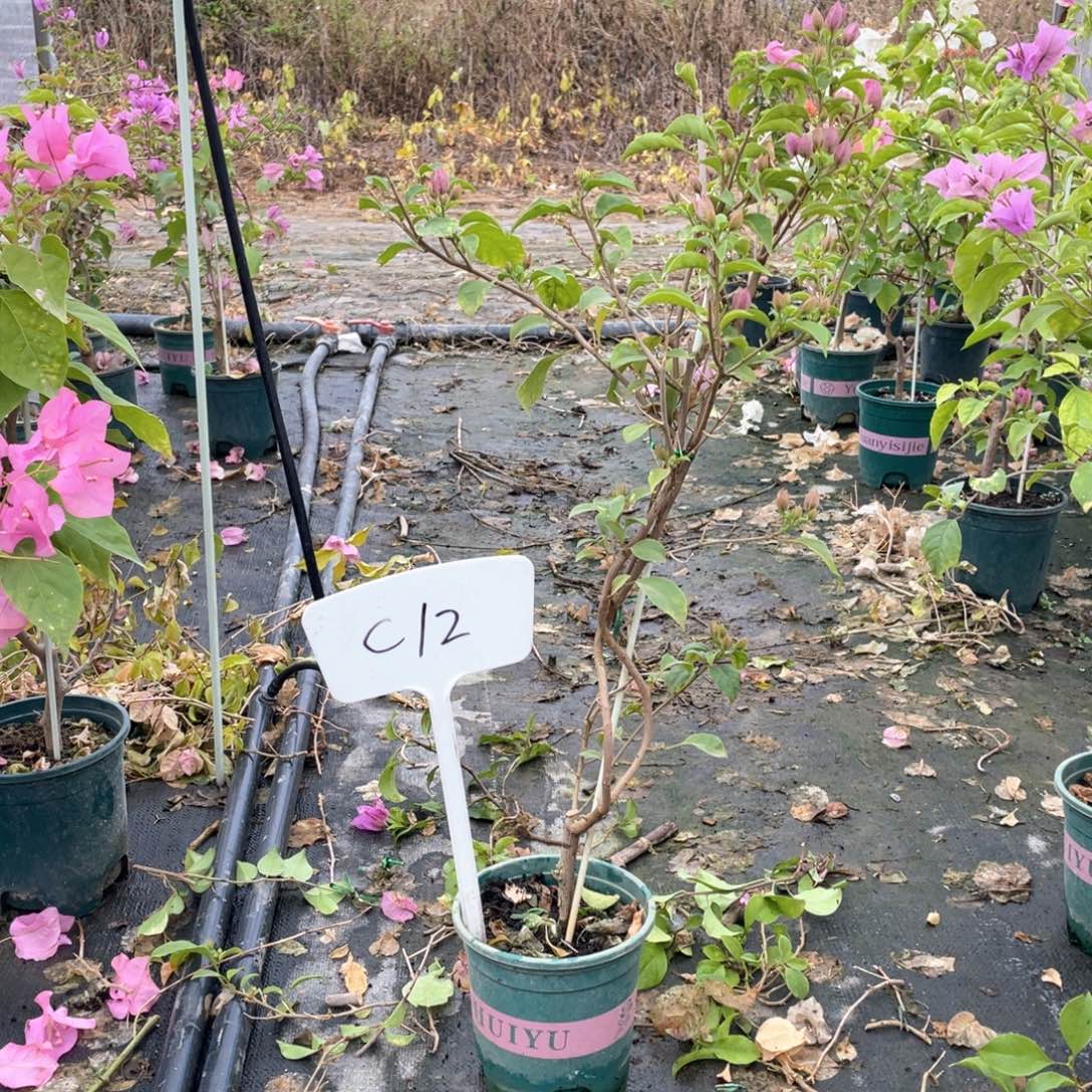 四***✧全部花朵巴西紫C12