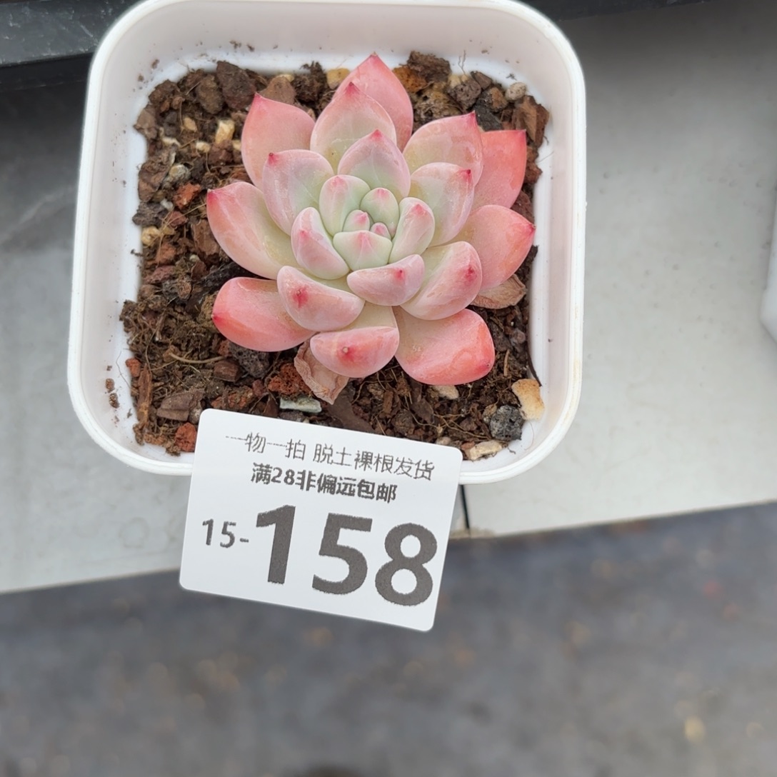 蛋吉老桩多肉多肉多肉