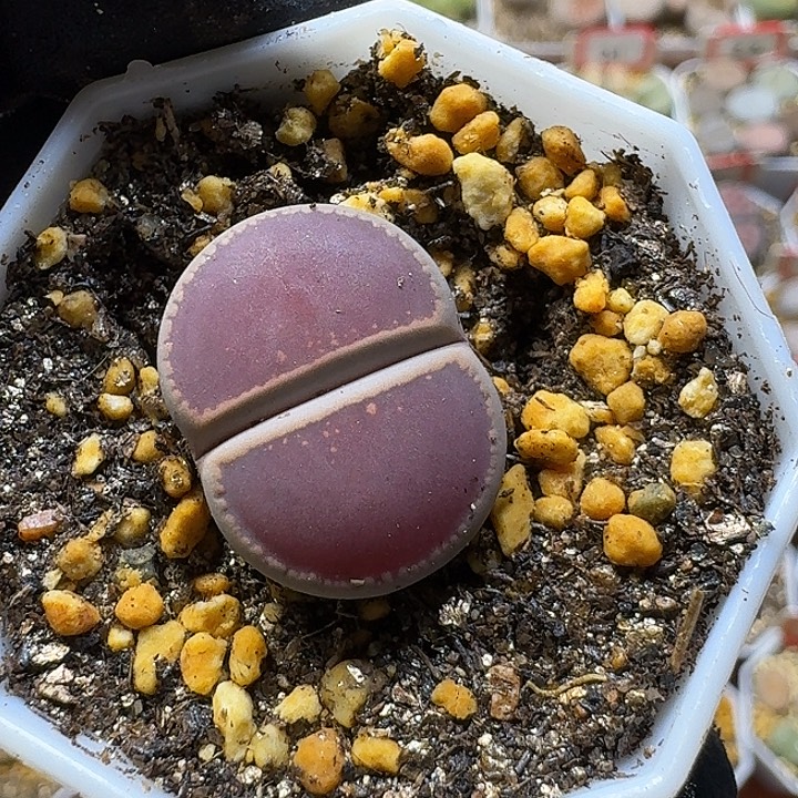 z****生石花11111111。    20