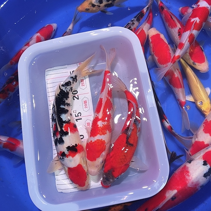 海水鱼锦鲤的尾巴和翅膀