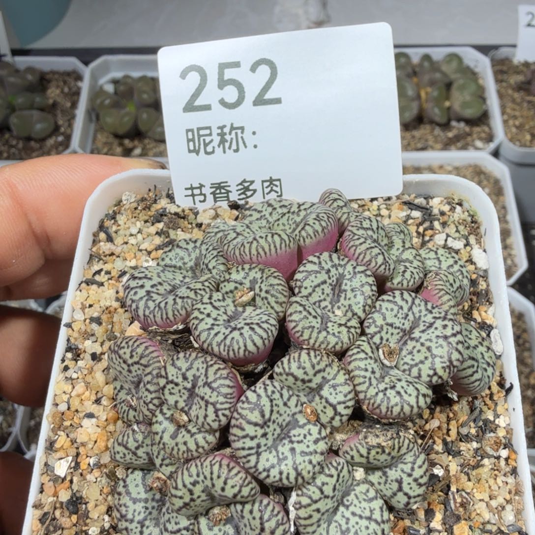 多肉植物。         