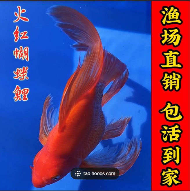 台系贵妃蝴蝶vipssss