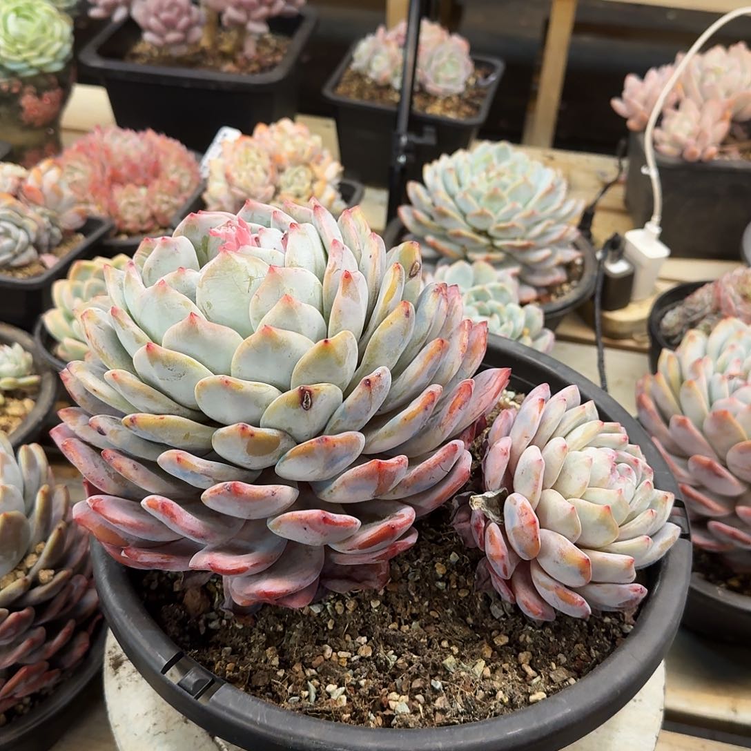 多肉植物一物一拍