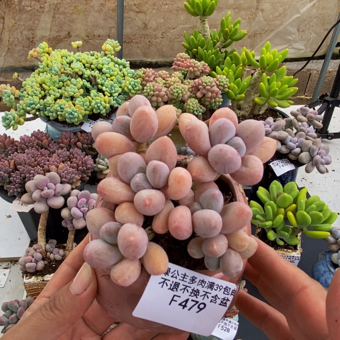 479香水手指8cm多肉