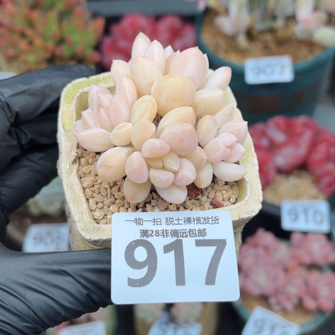 阮玲玉无盆土发货