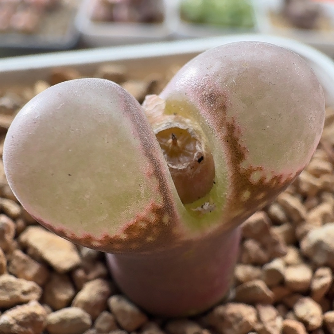 3224 风铃玉肉锥植物