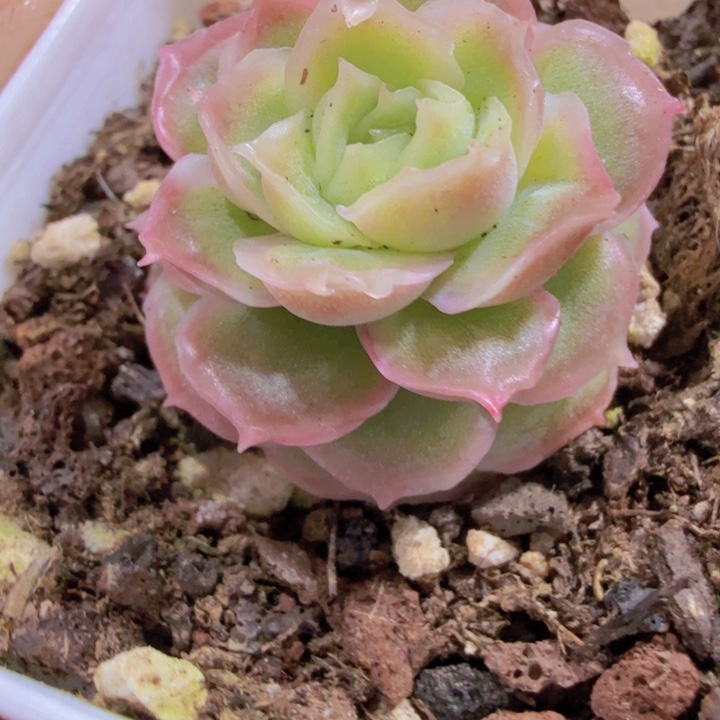 白体水晶虾饺王炸