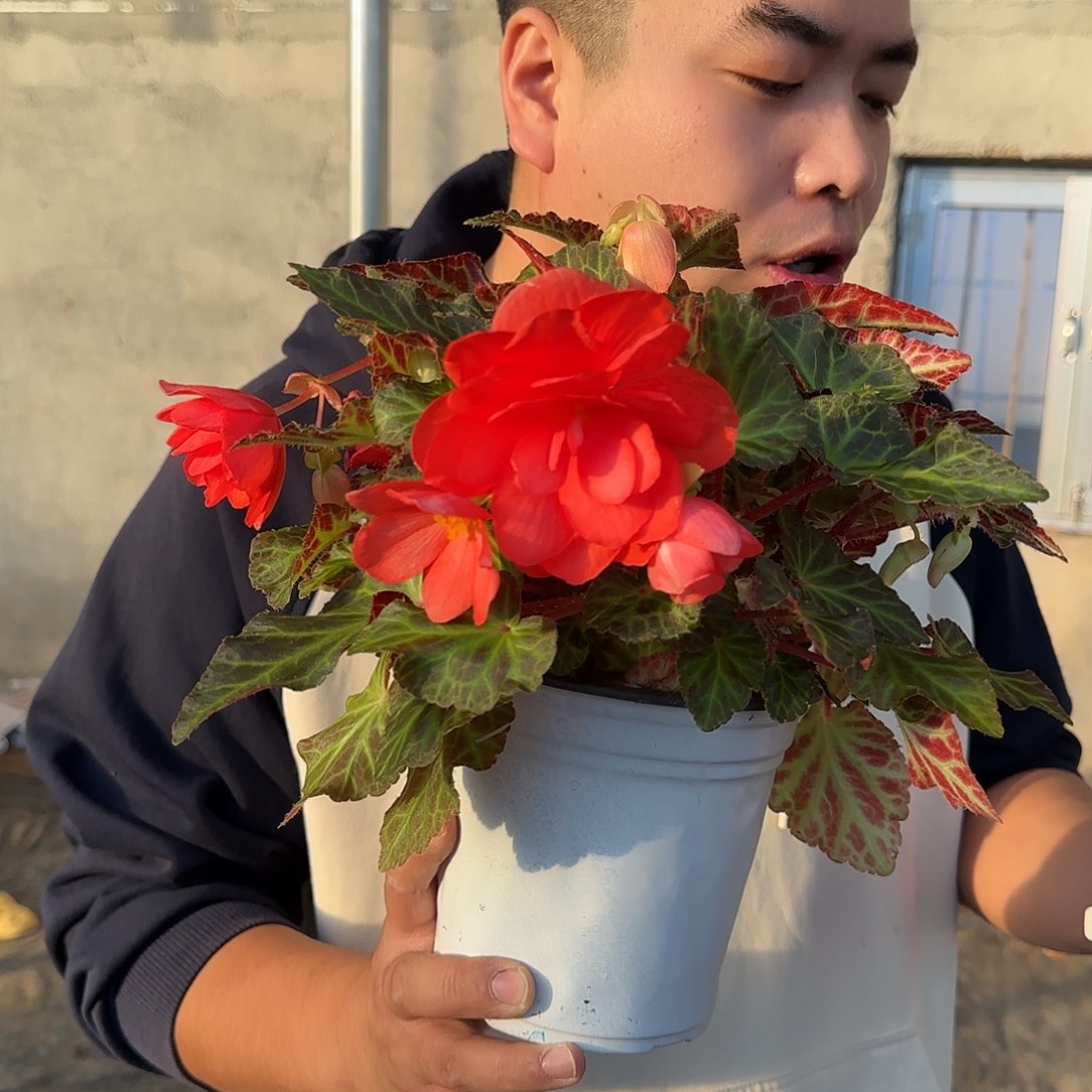 一代多分支玛丽宝，掉花折叶正常介意勿拍不拍保温冻死不售后