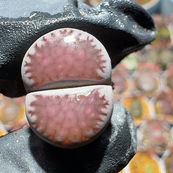 生石花2/：//。  5号