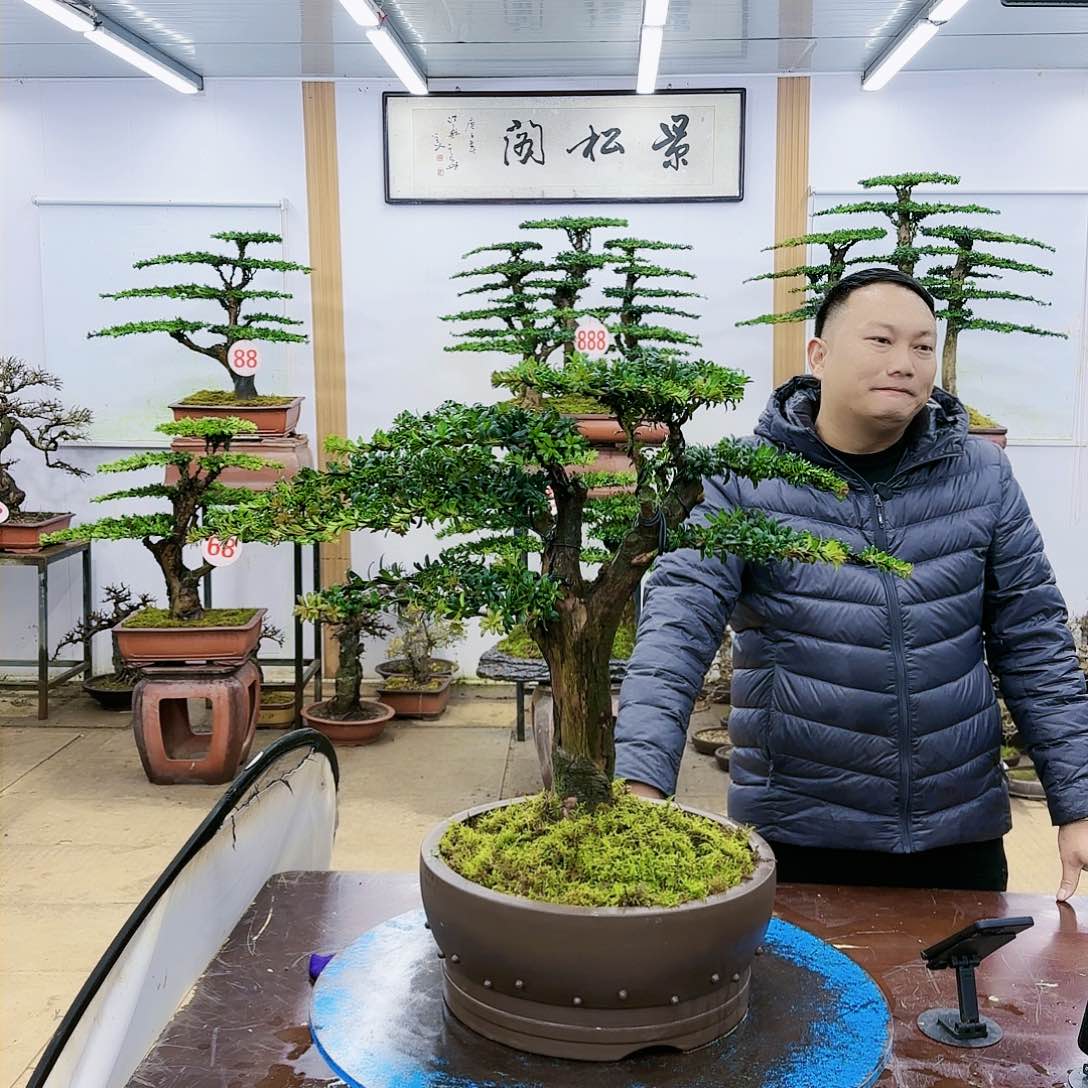 盆景欢迎大家一起来捡漏