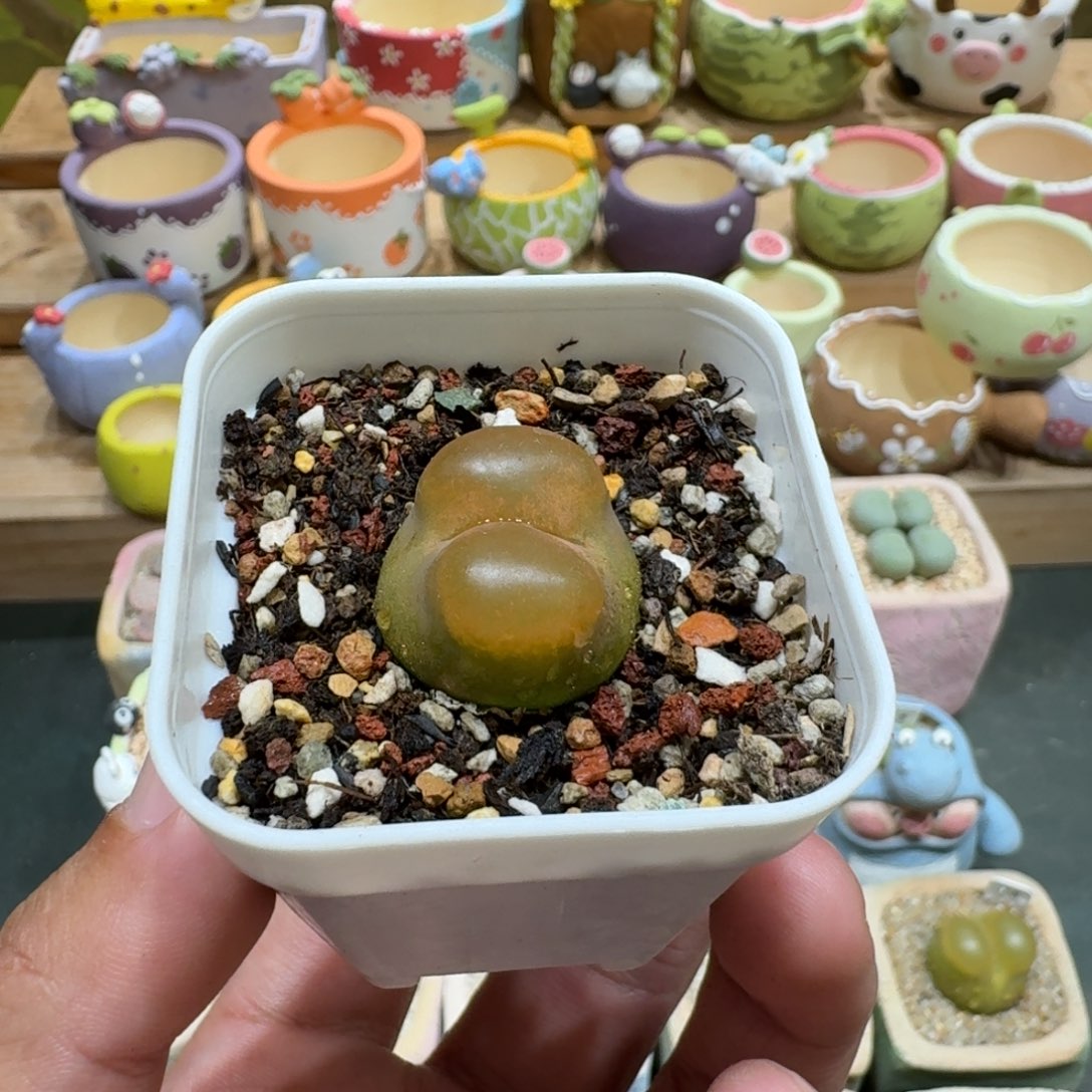 W***e蘑菇1121蟠桃多肉植物