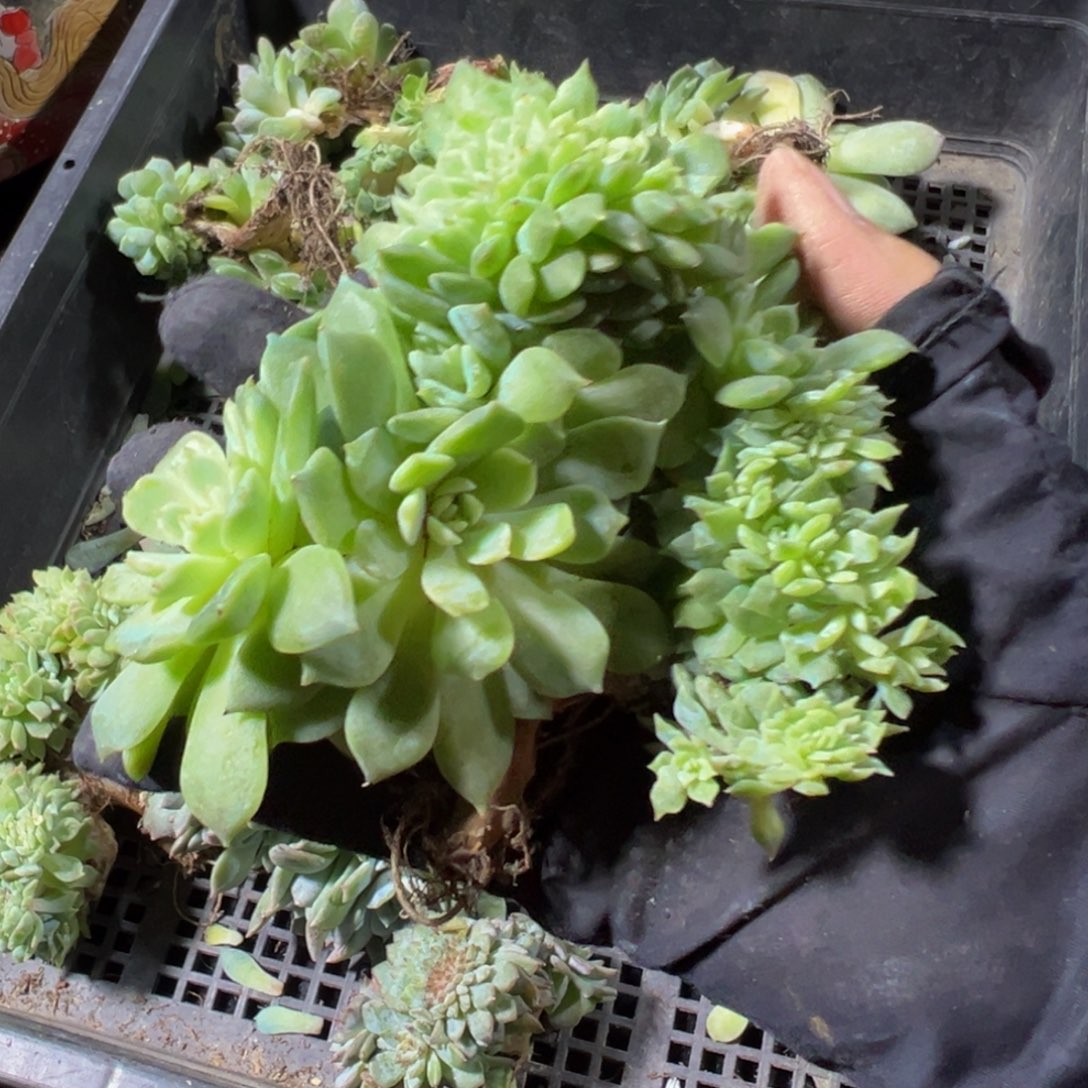小桃花冰魄缀微瑕