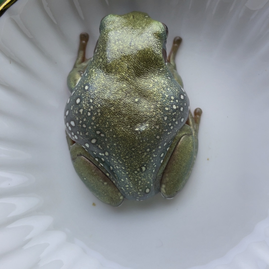 老爷树蛙微微瑕的小金金找个家
