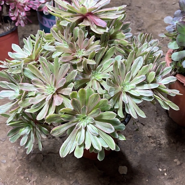 多肉植物荧火粉黛28