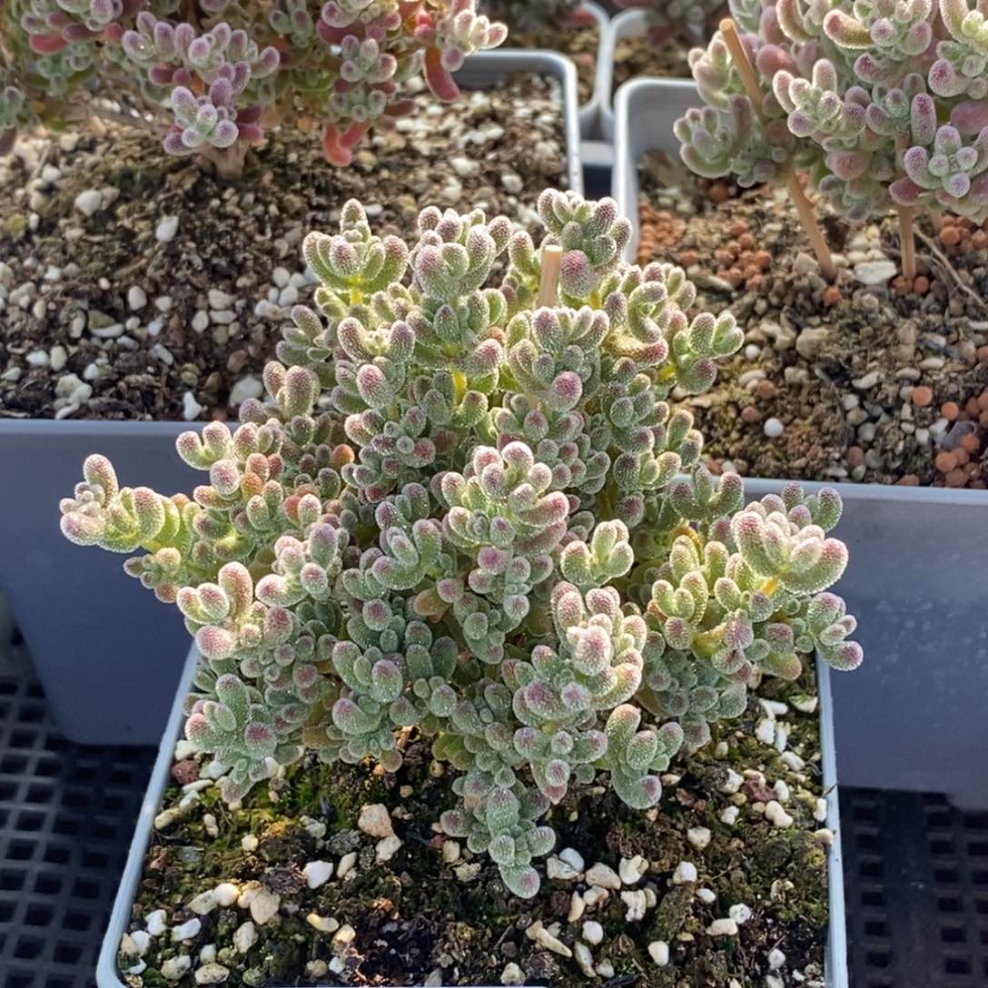 一***玄优选冰晶组合3793