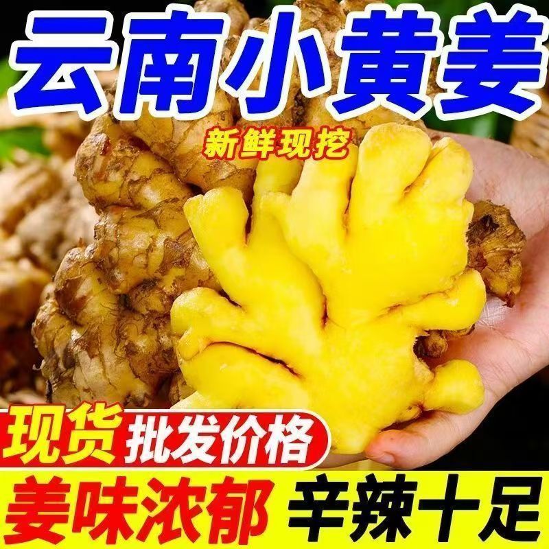 正宗云南小黄姜新鲜现挖老姜香味浓郁辛辣适合月子食用
