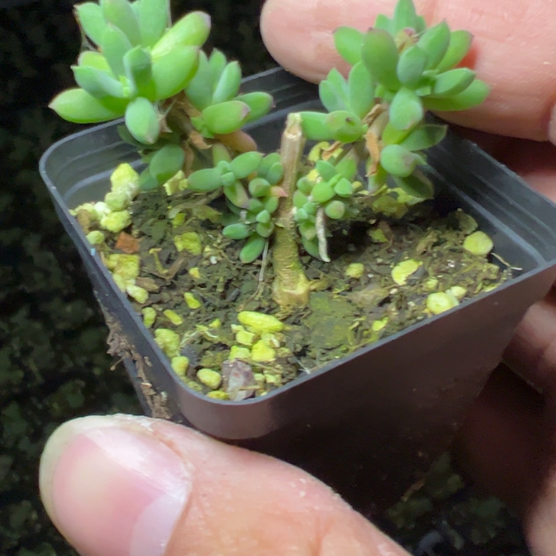 红鸟老桩福利55杯枝干